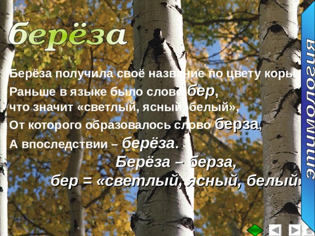 Берёза получила своё название по цвету коры. Раньше в языке было слово бер ,  что значит «светлый, ясный, белый», От которого образовалось слово берза , А впоследствии – берёза . Берёза – берза, бер = «светлый, ясный, белый» 