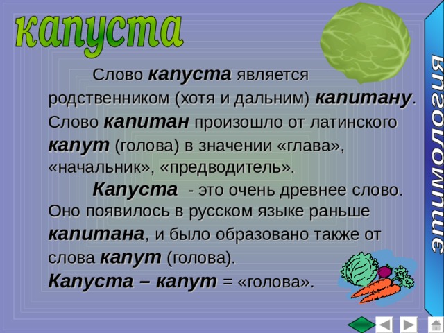  Слово капуста является родственником (хотя и дальним) капитану . Слово капитан произошло от латинского капут (голова) в значении «глава», «начальник», «предводитель».  Капуста - это очень древнее слово. Оно появилось в русском языке раньше капитана , и было образовано также от слова капут (голова). Капуста – капут = «голова». 