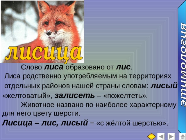   Слово лиса образовано от лис .  Лиса родственно употребляемым на территориях  отдельных районов нашей страны словам: лисый – «желтоватый», залисеть – «пожелтеть».  Животное названо по наиболее характерному для него цвету шерсти. Лисица – лис, лисый = «с жёлтой шерстью». 