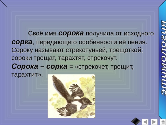  Своё имя сорока получила от исходного сорка , передающего особенности её пения. Сороку называют стрекотуньей, трещоткой; сороки трещат, тарахтят, стрекочут. Сорока – сорка = «стрекочет, трещит, тарахтит». 