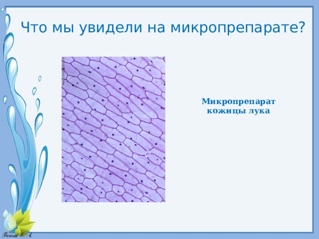 Что мы увидели на микропрепарате? Микропрепарат кожицы лука 