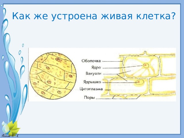 Как же устроена живая клетка? 
