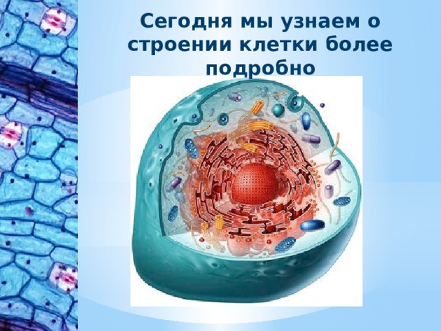 Сегодня мы узнаем о строении клетки более подробно 