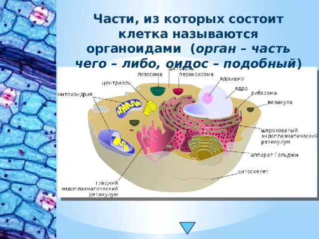 Части, из которых состоит клетка называются органоидами ( орган – часть чего – либо, оидос – подобный ) 