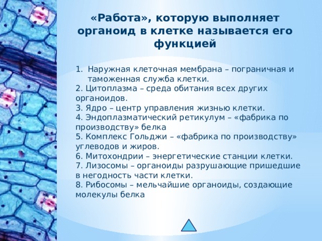 «Работа», которую выполняет органоид в клетке называется его функцией Наружная клеточная мембрана – пограничная и таможенная служба клетки. 2. Цитоплазма – среда обитания всех других органоидов. 3. Ядро – центр управления жизнью клетки. 4. Эндоплазматический ретикулум – «фабрика по производству» белка 5. Комплекс Гольджи – «фабрика по производству» углеводов и жиров. 6. Митохондрии – энергетические станции клетки. 7. Лизосомы – органоиды разрушающие пришедшие в негодность части клетки. 8. Рибосомы – мельчайшие органоиды, создающие молекулы белка 