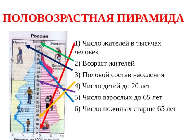 ПОЛОВОЗРАСТНАЯ ПИРАМИДА 1) Число жителей в тысячах человек 2) Возраст жителей 3) Половой состав населения 4) Число детей до 20 лет 5) Число взрослых до 65 лет 6) Число пожилых старше 65 лет 