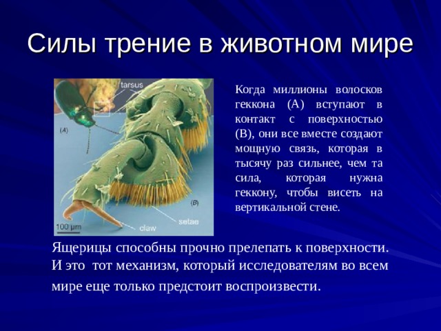 Когда миллионы волосков геккона (А) вступают в контакт с поверхностью (В) , они все вместе создают мощную связь, которая в тысячу раз сильнее, чем та сила, которая нужна геккону, чтобы висеть на вертикальной стене.  Ящерицы  способны  прочно  прелепать к поверхности. И это тот механизм, который исследователям во всем мире еще только предстоит воспроизвести.  