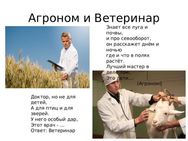 Агроном и Ветеринар Знает все луга и почвы, и про севооборот, он расскажет днём и ночью где и что в полях растёт. Лучший мастер в деле том, Это дети… (Агроном) Доктор, но не для детей, А для птиц и для зверей. У него особый дар, Этот врач - … Ответ: Ветеринар 