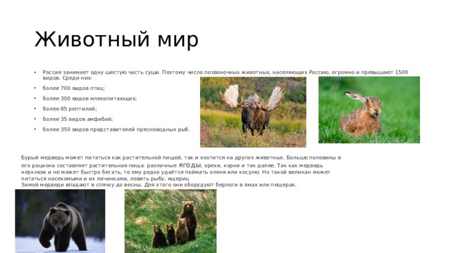 Животный мир Россия занимает одну шестую часть суши. Поэтому число позвоночных животных, населяющих Россию, огромно и превышают 1500 видов. Среди них: более 700 видов птиц; более 300 видов млекопитающих; более 85 рептилий; более 35 видов амфибий; более 350 видов представителей пресноводных рыб. Бурый медведь может питаться как растительной пищей, так и охотится на других животных. Больше половины в его рациона составляет растительная пища: различные ягоды , орехи, корни и так далее. Так как медведь неуклюж и не может быстро бегать, то ему редко удаётся поймать оленя или косулю. Но такой великан может питаться насекомыми и их личинками, ловить рыбу, ящериц Зимой медведи впадают в спячку до весны. Для этого они оборудуют берлоги в ямах или пещерах. 
