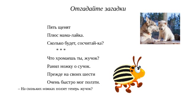 Отгадайте загадки Пять щенят Плюс мама-лайка. Сколько будет, сосчитай-ка? * * * Что хромаешь ты, жучок? Ранил ножку о сучок. Прежде на своих шести Очень быстро мог ползти. – На скольких ножках ползет теперь жучок? 