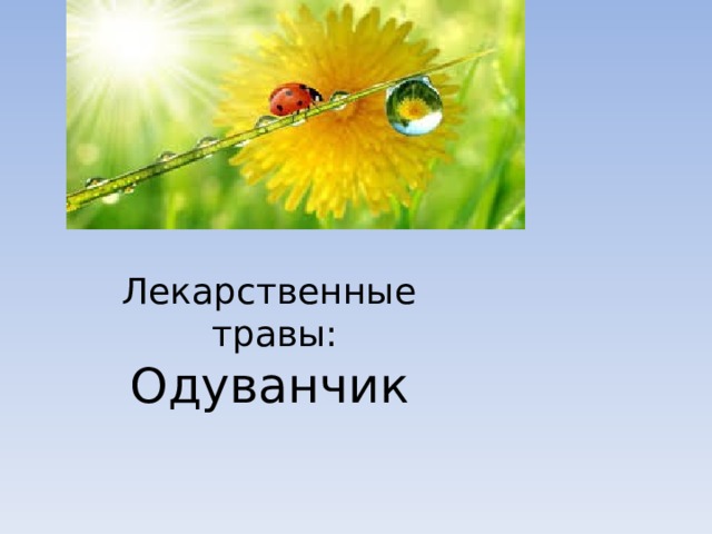 Лекарственные  травы:  Одуванчик 