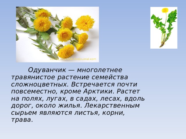  Одуванчик — многолетнее травянистое растение семейства сложноцветных. Встречается почти повсеместно, кроме Арктики. Растет на полях, лугах, в садах, лесах, вдоль дорог, около жилья. Лекарственным сырьем являются листья, корни, трава. 
