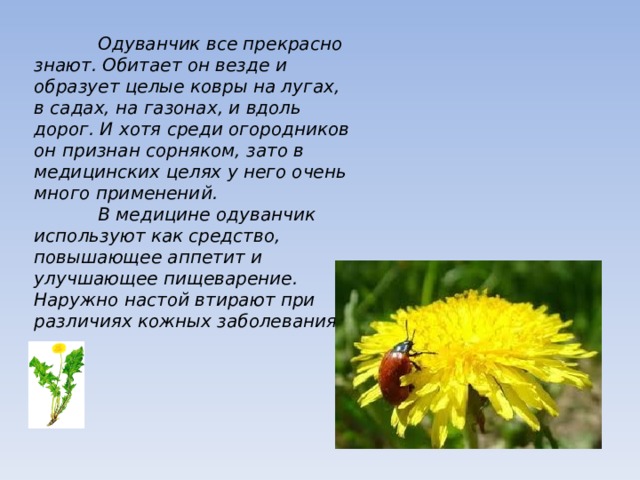  Одуванчик все прекрасно знают. Обитает он везде и образует целые ковры на лугах, в садах, на газонах, и вдоль дорог. И хотя среди огородников он признан сорняком, зато в медицинских целях у него очень много применений.  В медицине одуванчик используют как средство, повышающее аппетит и улучшающее пищеварение. Наружно настой втирают при различиях кожных заболеваниях.  