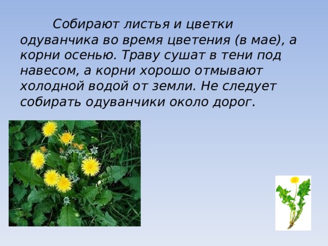  Собирают листья и цветки одуванчика во время цветения (в мае), а корни осенью. Траву сушат в тени под навесом, а корни хорошо отмывают холодной водой от земли. Не следует собирать одуванчики около дорог .  