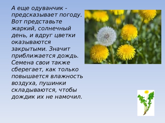 А еще одуванчик - предсказывает погоду. Вот представьте жаркий, солнечный день, и вдруг цветки оказываются закрытыми. Значит приближается дождь. Семена свои также сберегает, как только повышается влажность воздуха, пушинки складываются, чтобы дождик их не намочил. 