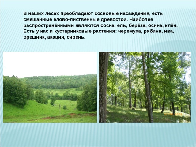 В наших лесах преобладают сосновые насаждения, есть смешанные елово-лиственные древостои. Наиболее распространёнными являются сосна, ель, берёза, осина, клён. Есть у нас и кустарниковые растения: черемуха, рябина, ива, орешник, акация, сирень. 