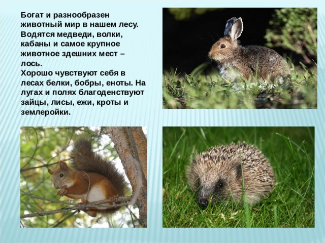 Богат и разнообразен животный мир в нашем лесу. Водятся медведи, волки, кабаны и самое крупное животное здешних мест – лось. Хорошо чувствуют себя в лесах белки, бобры, еноты. На лугах и полях благоденствуют зайцы, лисы, ежи, кроты и землеройки. 