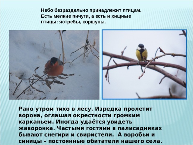 Небо безраздельно принадлежит птицам. Есть мелкие пичуги, а есть и хищные птицы: ястребы, коршуны. Рано утром тихо в лесу. Изредка пролетит ворона, оглашая окрестности громким карканьем. Иногда удаётся увидеть жаворонка. Частыми гостями в палисадниках бывают снегири и свиристели. А воробьи и синицы – постоянные обитатели нашего села. 