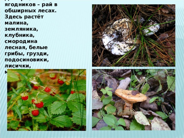 Для грибников и ягодников – рай в обширных лесах. Здесь растёт малина, земляника, клубника, смородина лесная, белые грибы, грузди, подосиновики, лисички, маслята, опята… 