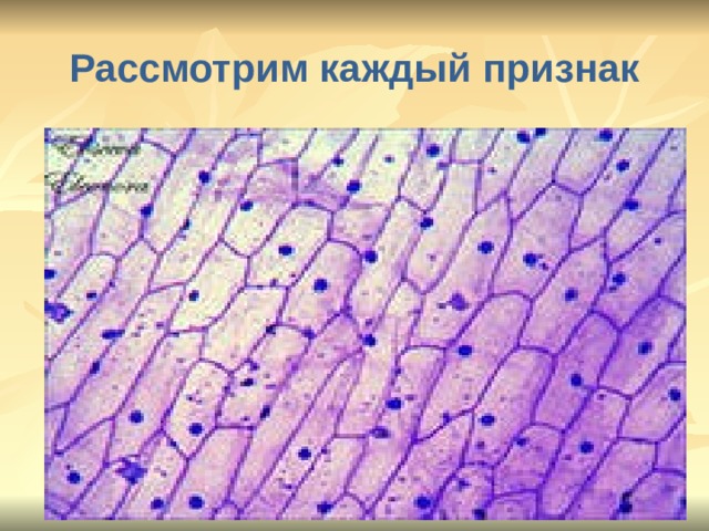 Рассмотрим каждый признак