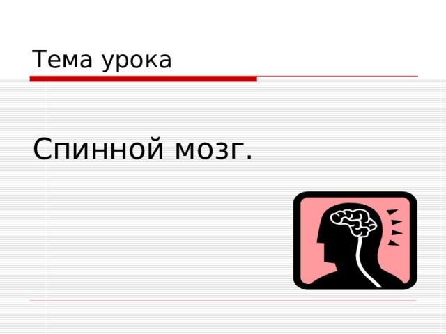 Спинной мозг. 