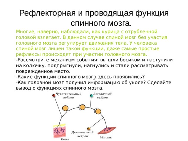 Рефлекторная и проводящая функция спинного мозга. Многие, наверно, наблюдали, как курица с отрубленной головой взлетает. В данном случае спиной мозг без участия головного мозга регулирует движения тела. У человека спиной мозг лишен такой функции, даже самые простые рефлексы происходят при участии головного мозга. -Рассмотрите механизм события: вы шли босиком и наступили на колючку, подпрыгнули, нагнулись и стали рассматривать поврежденное место. -Какие функции спинного мозга здесь проявились? -Как головной мозг получил информацию об уколе? Сделайте вывод о функциях спинного мозга. 