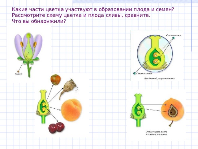 Какие части цветка участвуют в образовании плода и семян?  Рассмотрите схему цветка и плода  сливы, сравните.  Что вы обнаружили? 
