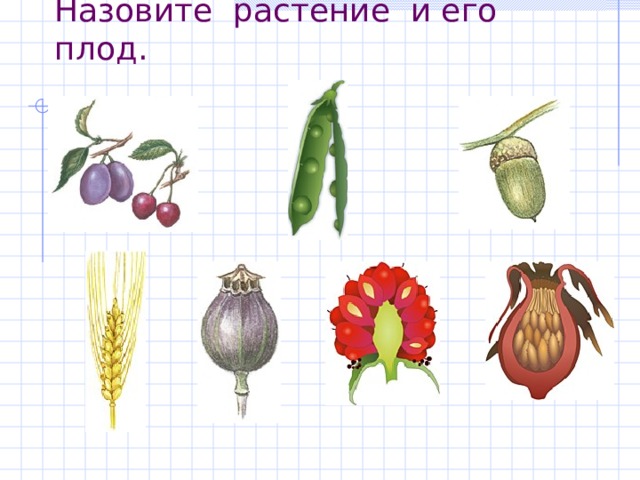 Назовите растение и его плод. 