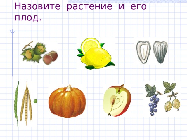 Назовите растение и его плод. 