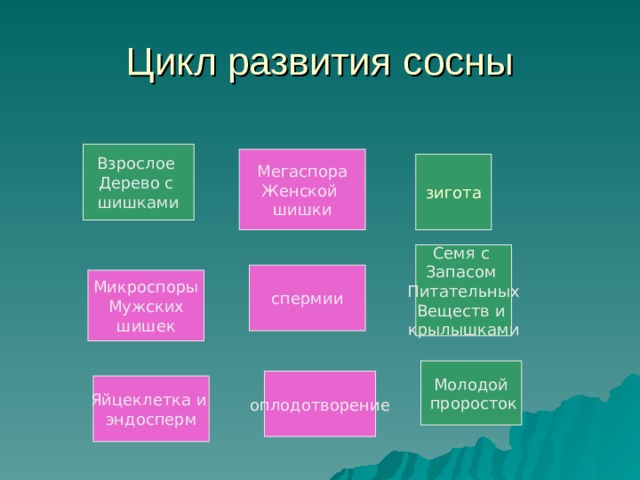 Взрослое Дерево с шишками Мегаспора Женской шишки зигота Семя с Запасом Питательных Веществ и крылышками спермии Микроспоры Мужских шишек Молодой  проросток оплодотворение Яйцеклетка и эндосперм 