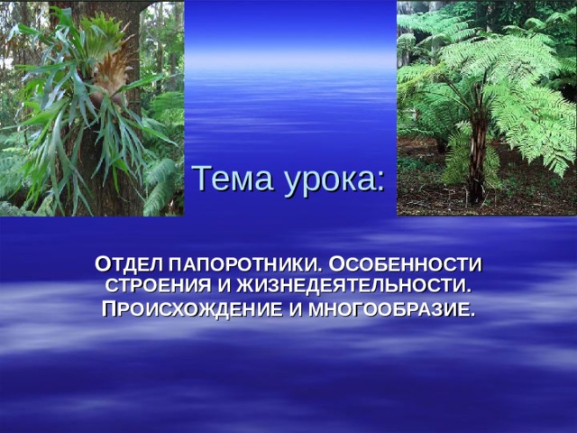 Тема урока: О ТДЕЛ ПАПОРОТНИКИ. О СОБЕННОСТИ СТРОЕНИЯ И ЖИЗНЕДЕЯТЕЛЬНОСТИ. П РОИСХОЖДЕНИЕ И МНОГООБРАЗИЕ. 