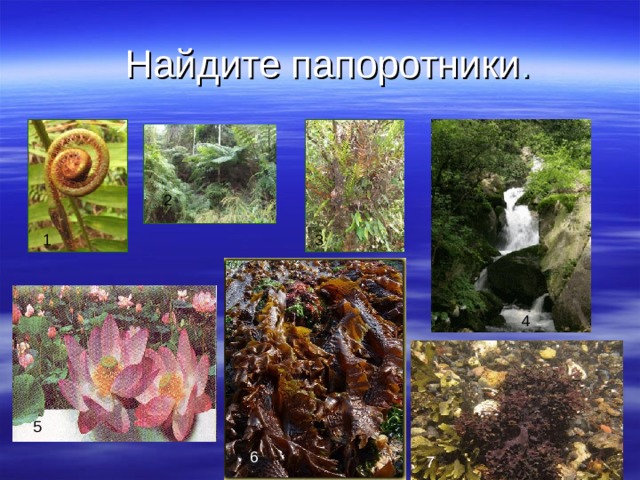 Найдите папоротники . 2 1 3 4 5 6 7 