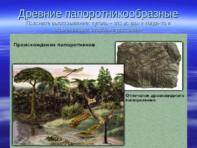 Древние папоротникообразные  Поясните высказывание: «уголь – это жившие когда-то и окаменевшие споровые растения» 