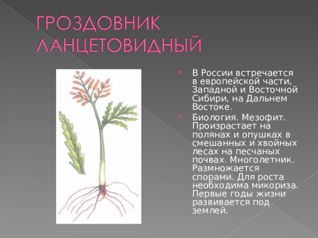 В России встречается в европейской части, Западной и Восточной Сибири, на Дальнем Востоке.   Биология. Мезофит. Произрастает на полянах и опушках в смешанных и хвойных лесах на песчаных почвах. Многолетник. Размножается спорами. Для роста необходима микориза. Первые годы жизни развивается под землей .   
