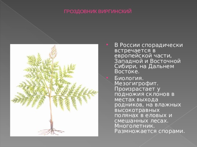 ГРОЗДОВНИК ВИРГИНСКИЙ  В России спорадически встречается в европейской части, Западной и Восточной Сибири, на Дальнем Востоке.   Биология. Мезогигрофит. Произрастает у подножия склонов в местах выхода родников, на влажных высокотравных полянах в еловых и смешанных лесах. Многолетник. Размножается спорами. 