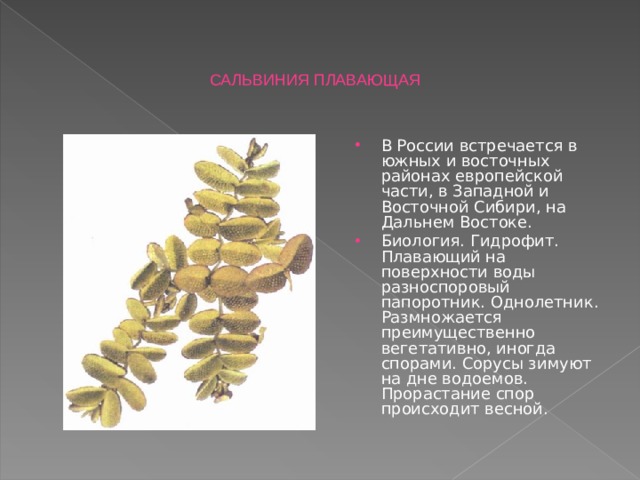 САЛЬВИНИЯ ПЛАВАЮЩАЯ В России встречается в южных и восточных районах европейской части, в Западной и Восточной Сибири, на Дальнем Востоке.   Биология. Гидрофит. Плавающий на поверхности воды разноспоровый папоротник. Однолетник. Размножается преимущественно вегетативно, иногда спорами. Сорусы зимуют на дне водоемов. Прорастание спор происходит весной.   