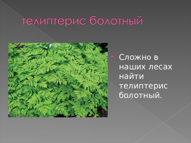 Сложн о в наших лесах найти телиптерис болотный.  