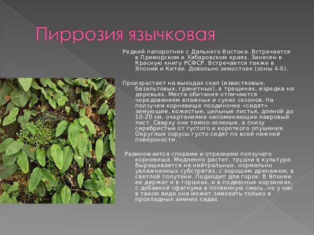 Редкий папоротник с Дальнего Востока. Встречается в Приморском и Хабаровском краях. Занесен в Красную книгу РСФСР. Встречается также в Японии и Китае. Довольно зимостоек (зоны 4-6).   Произр а стает на выходах скал (известковых, базальтовых, гранитных), в трещинах, изредка на деревьях. Места обитания отличаются чередованием влажных и сухих сезонов . На ползучем корневище поодиночке «сидят» зимующие, кожистые, цельные листья, длиной до 10-20 см, очертаниями напоминающие лавровый лист. Сверху они темно-зеленые, а снизу серебристые от густого и короткого опушения. Округлые сорусы густо сидят по всей нижней поверхности.     Размножается спорами и отрезками ползучего корневища. Медленно растет, трудна в культуре. Выращивается на нейтральных, нормально увлажненных субстратах, с хорошим дренажем, в светлой полутени. Подходит для горок. В Японии ее держат и в горшках, и в подвесных корзинках, с добавкой сфагнума в почвенную смесь, но у нас в таком виде она может зимовать только в прохладных зимних садах   