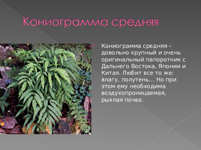 Кониограмма средняя – довольно крупный и очень оригинальный папоротник с Дальнего Востока, Японии и Китая. Любит все то же: влагу, полутень… Но при этом ему необходима воздухопроницаемая, рыхлая почва. 