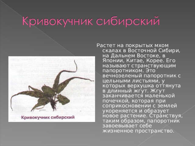  Р астет на покрытых мхом скалах в Восточной Сибири, на Дальнем Востоке, в Японии, Китае, Корее. Его называют странствующим папоротником. Это вечнозеленый папоротник с цельными листьями, у которых верхушка оттянута в длинный жгут. Жгут заканчивается маленькой почечкой, которая при соприкосновении с землей укореняется и образует новое растение. Странствуя, таким образом, папоротник завоевывает себе жизненное пространство. 