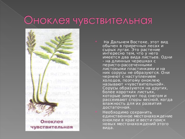  Н а Дальнем Востоке, этот вид обычен в приречных лесах и сырых лугах. Это растение интересно тем, что у него имеется два вида листьев. Одни - на длинных черешках с перисто-рассеченными листовыми пластинками и на них сорусы не образуются. Они чернеют с наступлением холодов, поэтому оноклею называют «чувствительной». Сорусы образуются на других, более коротких листьях, которые зимуют под снегом и рассеивают споры весной, когда влажность для их развития достаточная. Необходимо сохранить единственное местонахождение оноклеи в крае и вести поиск новых местонахождений этого вида. 