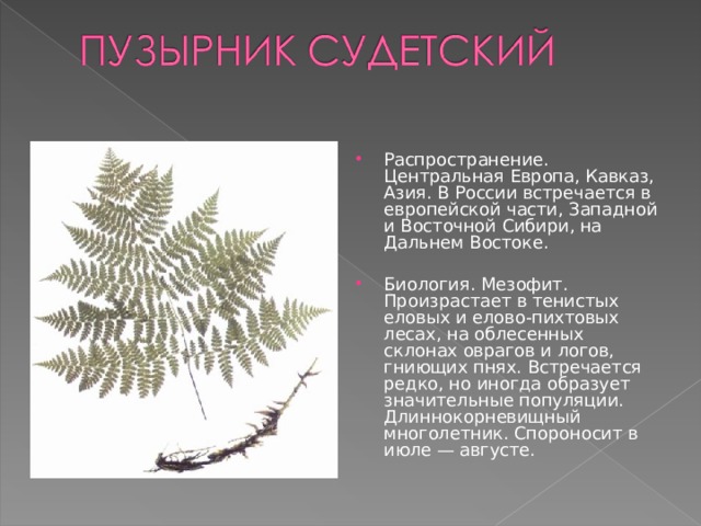 Распространение. Центральная Европа, Кавказ, Азия. В России встречается в европейской части, Западной и Восточной Сибири, на Дальнем Востоке.     Биология. Мезофит. Произрастает в тенистых еловых и елово-пихтовых лесах, на облесенных склонах оврагов и логов, гниющих пнях. Встречается редко, но иногда образует значительные популяции. Длиннокорневищный многолетник. Спороносит в июле — августе.   