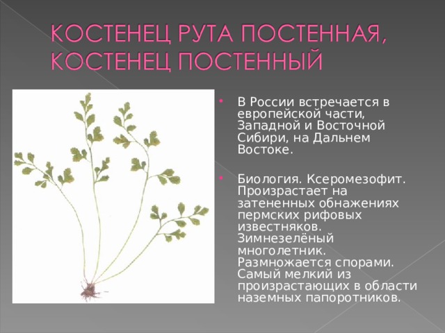 В России встречается в европейской части, Западной и Восточной Сибири, на Дальнем Востоке.   Биология. Ксеромезофит. Произрастает на затененных обнажениях пермских рифовых известняков. Зимнезелёный многолетник. Размножается спорами. Самый мелкий из произрастающих в области наземных папоротников. 
