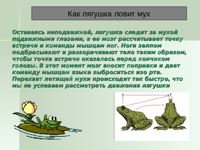 Как лягушка ловит мух Оставаясь неподвижной, лягушка следит за мухой подвижными глазами, а ее мозг рассчитывает точку встречи и команды мышцам ног. Ноги залпом подбрасывают и разворачивают тело таким образом, чтобы точка встречи оказалась перед кончиком головы. В этот момент мозг вносит поправки и дает команду мышцам языка выброситься изо рта. Перехват летящей мухи происходит так быстро, что мы не успеваем рассмотреть движения лягушки 