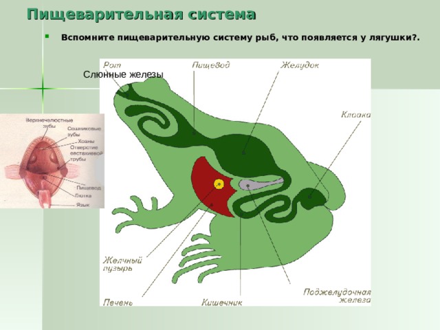 Пищеварительная система Вспомните пищеварительную систему рыб, что появляется у лягушки?. Слюнные железы 