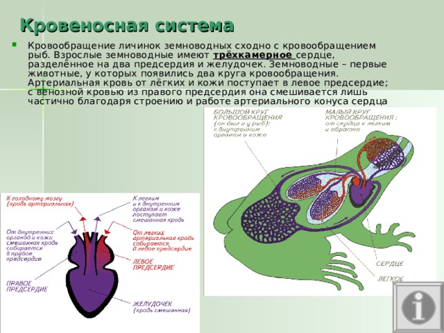Кровеносная система Кровообращение личинок земноводных сходно с кровообращением рыб. Взрослые земноводные имеют трёхкамерное сердце, разделённое на два предсердия и желудочек. Земноводные – первые животные, у которых появились два круга кровообращения. Артериальная кровь от лёгких и кожи поступает в левое предсердие; с венозной кровью из правого предсердия она смешивается лишь частично благодаря строению и работе артериального конуса сердца 