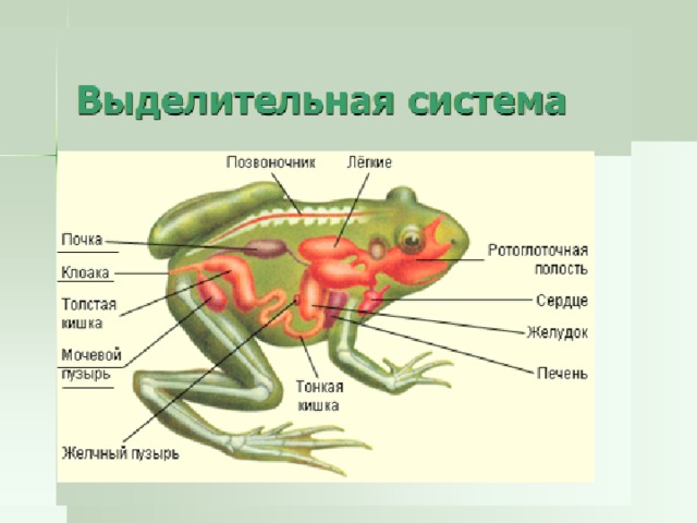 Выделительная система 