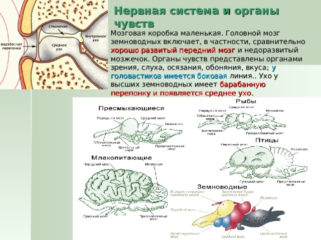 Нервная система и органы чувств Мозговая коробка маленькая. Головной мозг земноводных включает, в частности, сравнительно хорошо развитый передний мозг и недоразвитый мозжечок. Органы чувств представлены органами зрения, слуха, осязания, обоняния, вкуса; у головастиков имеется боковая линия.. Ухо у высших земноводных имеет барабанную перепонку и появляется среднее ухо. 
