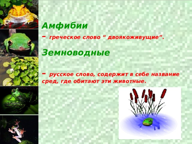 Амфибии – греческое слово “ двоякоживущие”.  Земноводные  – русское слово, содержит в себе название сред, где обитают эти животные.  