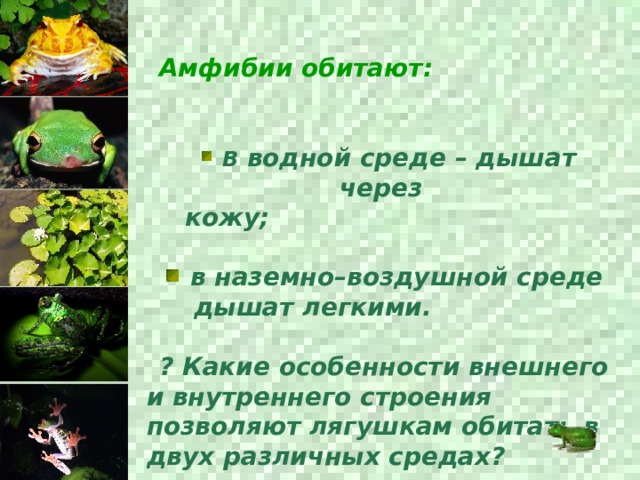 Амфибии обитают:     В водной среде – дышат через  кожу;   в наземно–воздушной среде  дышат легкими.  ? Какие особенности внешнего и внутреннего строения позволяют лягушкам обитать в двух различных средах? 